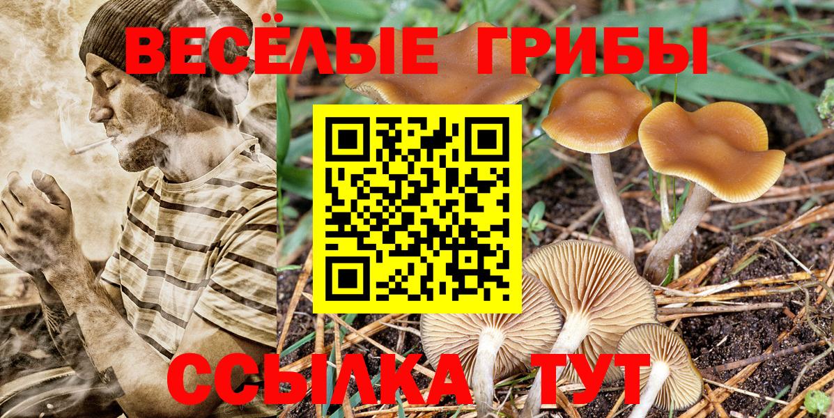 Галлюциногенные грибы Psilocybine cubensis Дербент